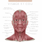 Anatomie muscle du visage Chiurgie esthetique Geneve Dr Thomet