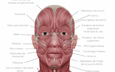 Les muscles du visage : le moteur invisible de notre beauté