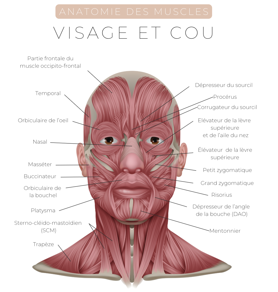 Anatomie muscle du visage Chiurgie esthetique Geneve Dr Thomet